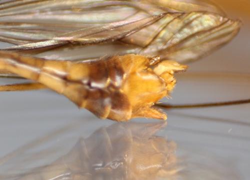 Tipula yerburyi